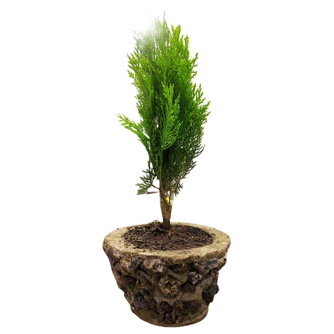Bonsai Pino Dorado 40CM con Kit cuidado en Caja de Regalo y Moño