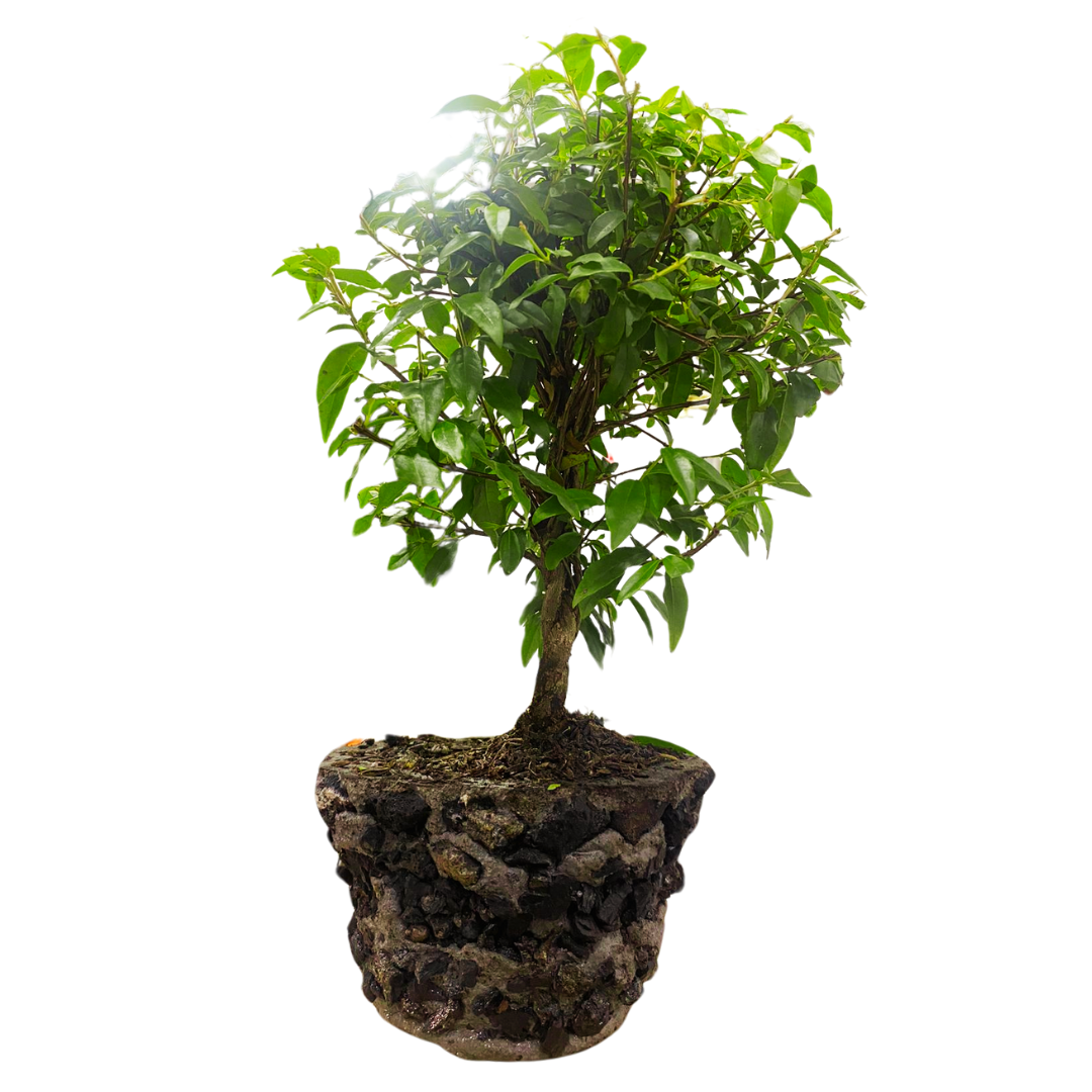 Bonsai Guayacan 40cm con de Kit cuidado y caja de carton