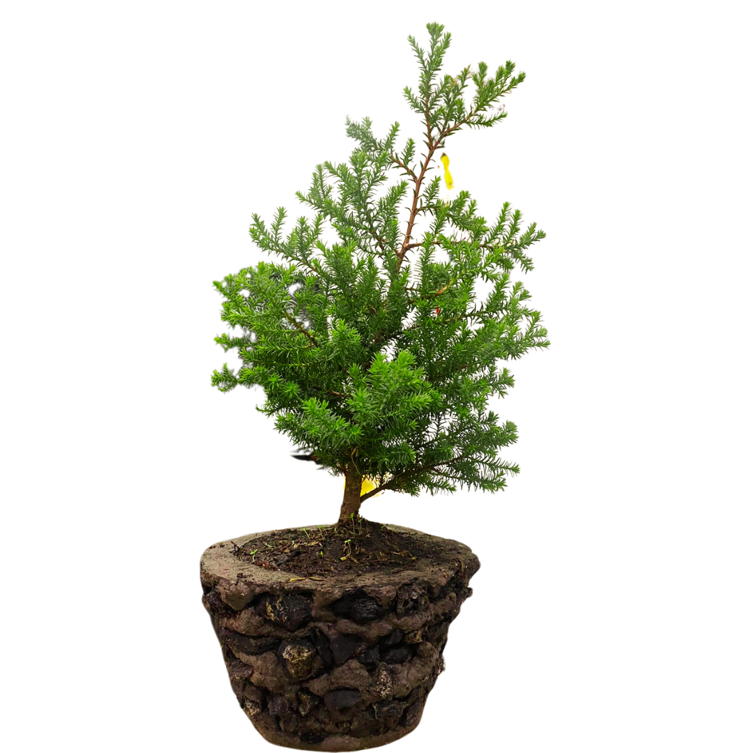 Bonsai Pino Estrella 40CM + Kit e Instrucciones para Cuidar en Caja de Moño