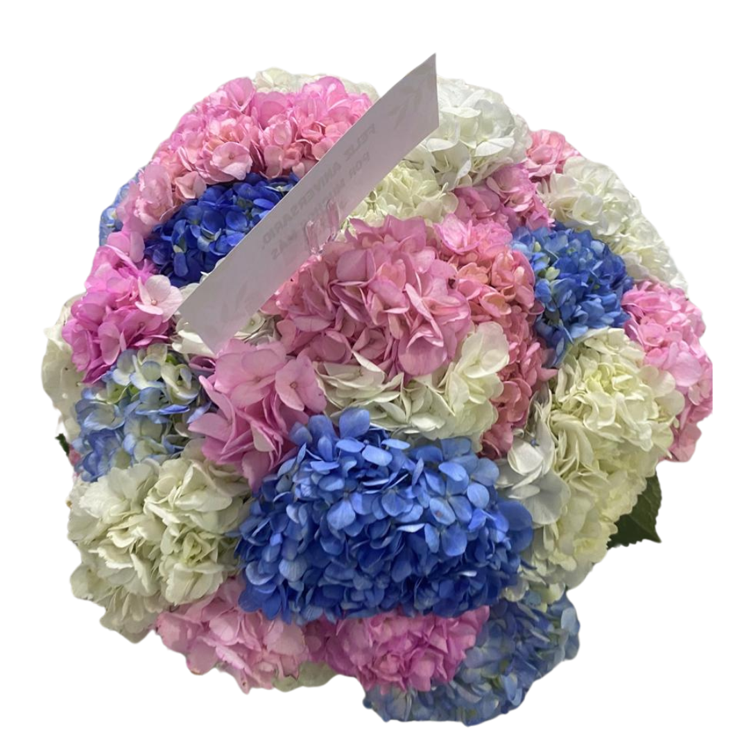 Bouquet de 36 Hortensias Amanecer de Colores