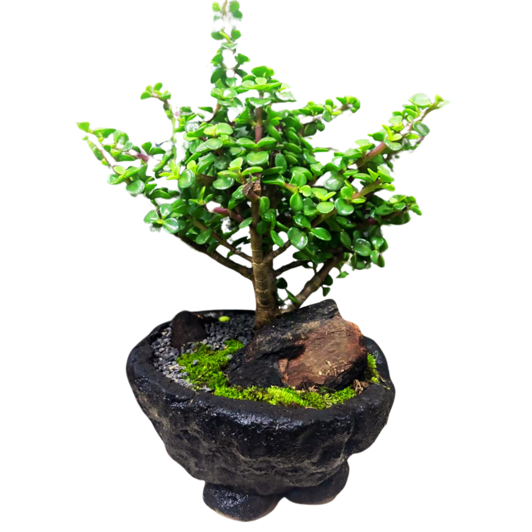 Bonsái Jade Hembra de 5 años con Decoración de Madera (60-70 cm)