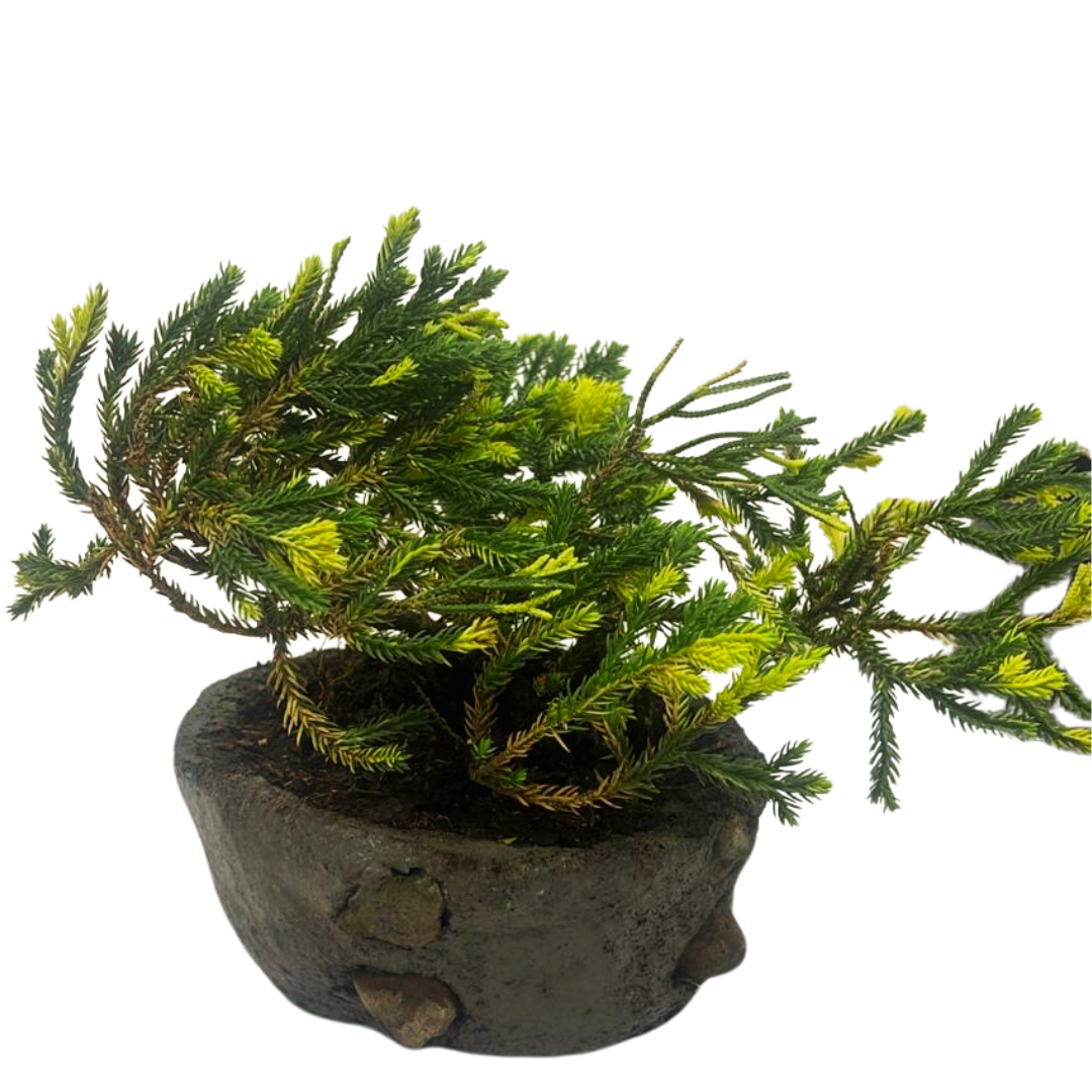 Bonsai Junipero con Kit de Cuidado y Caja de Regalo