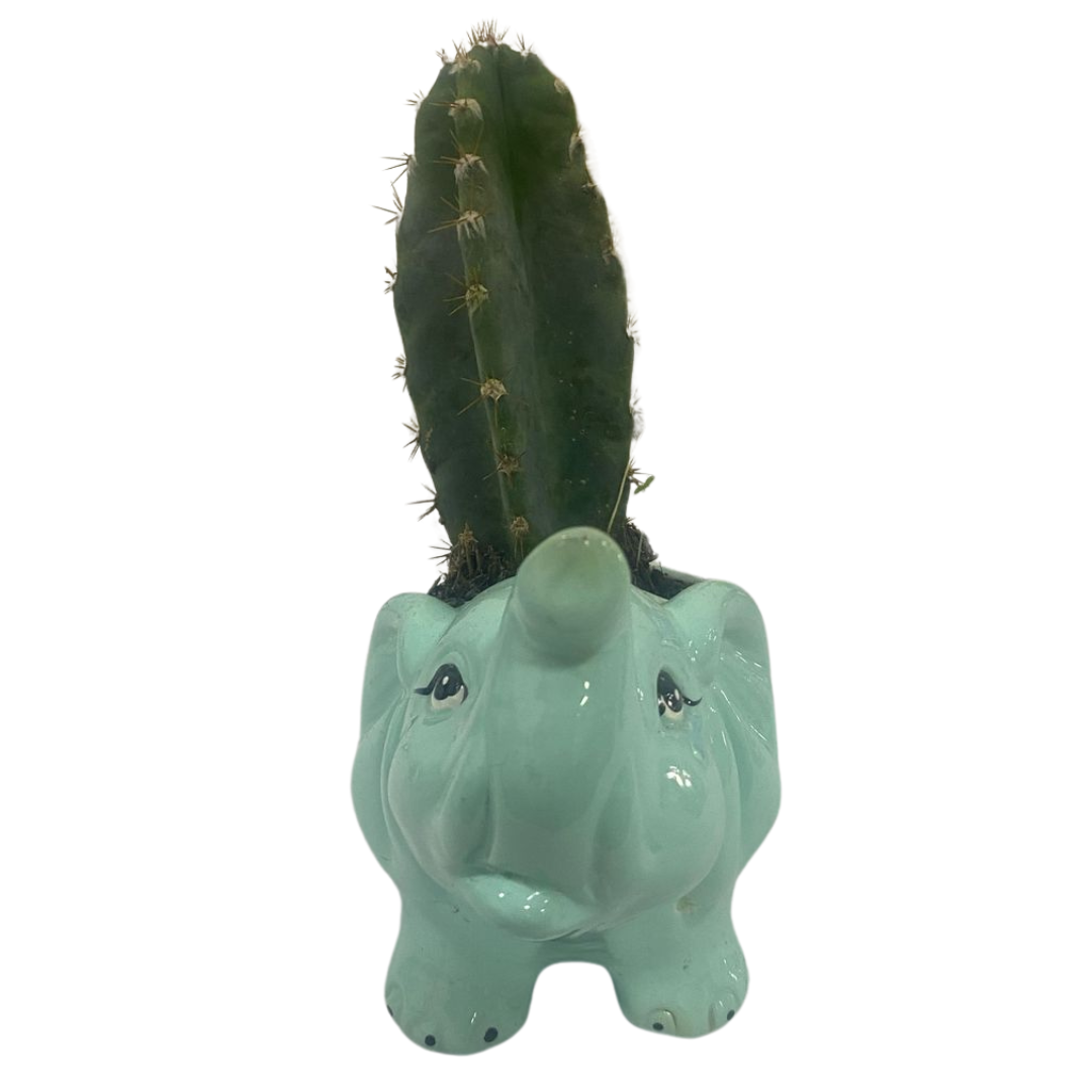Matera Elefante Verde con Cactus