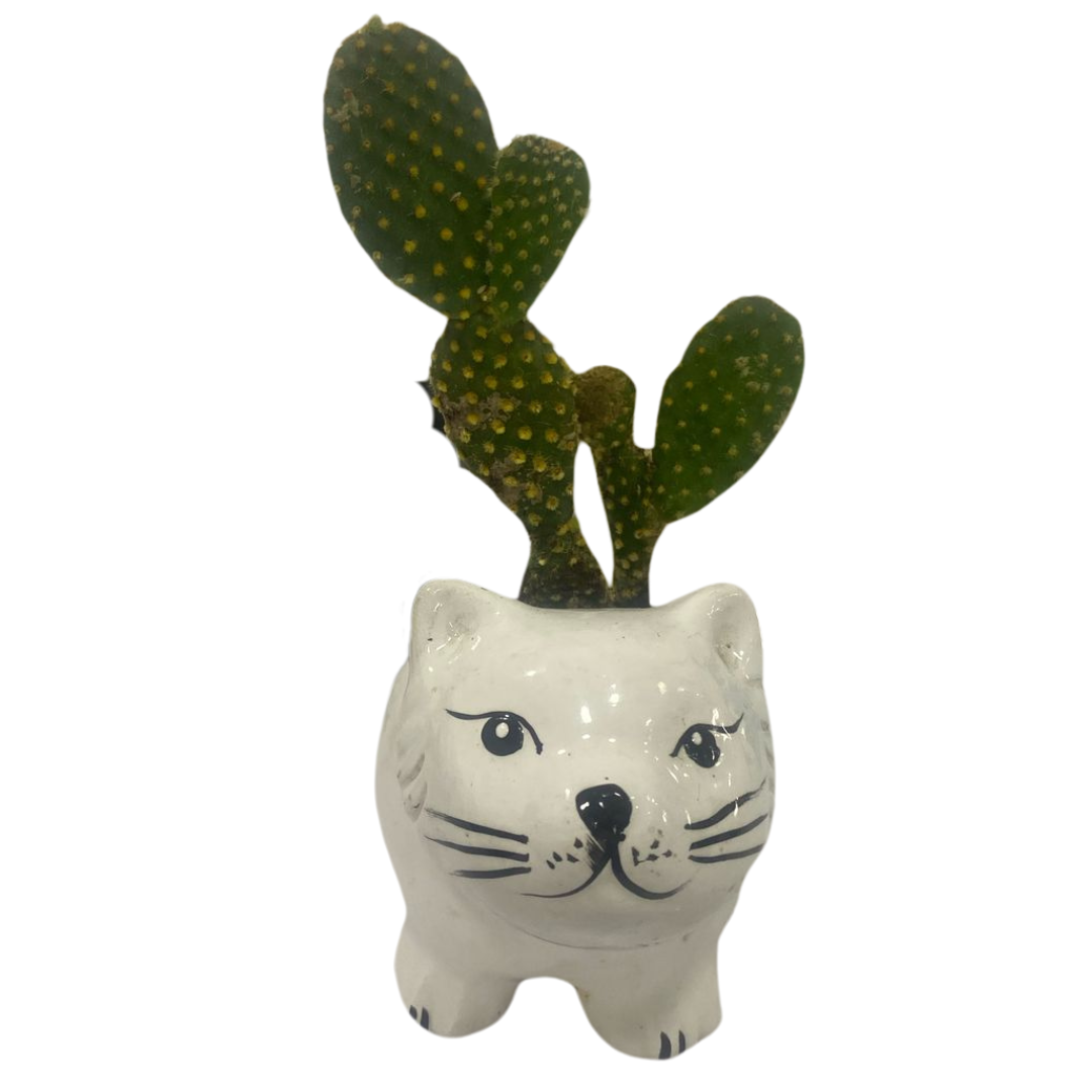 Matera Gatico Blanco con Cactus