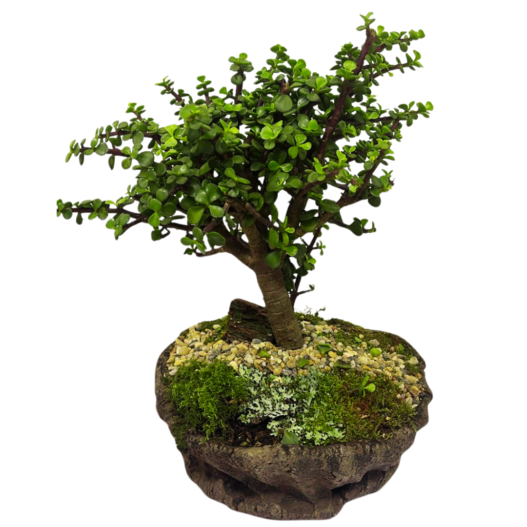 Bonsai Jade Hembra Grande Cumpleaños Domicilio Bogota