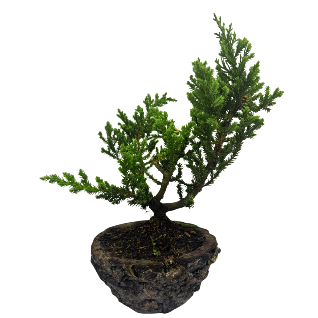 Bonsai Pino Rastrero 30CM + Kit de Cuidado y Caja de Regalo
