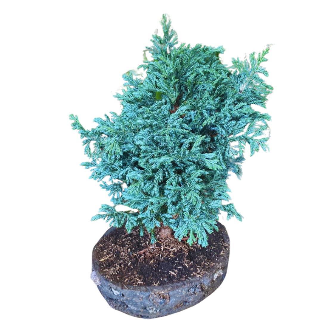 Bonsai Pino Azul 30cm más Kir de Cuidado y Caja
