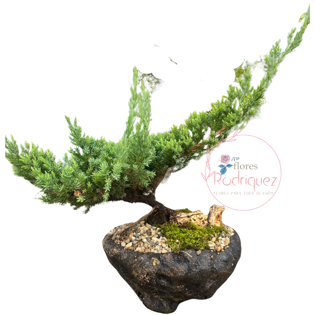 Bonsái Pino Rastrero Grande de 5 años con Decoración de Madera 40-50 cm