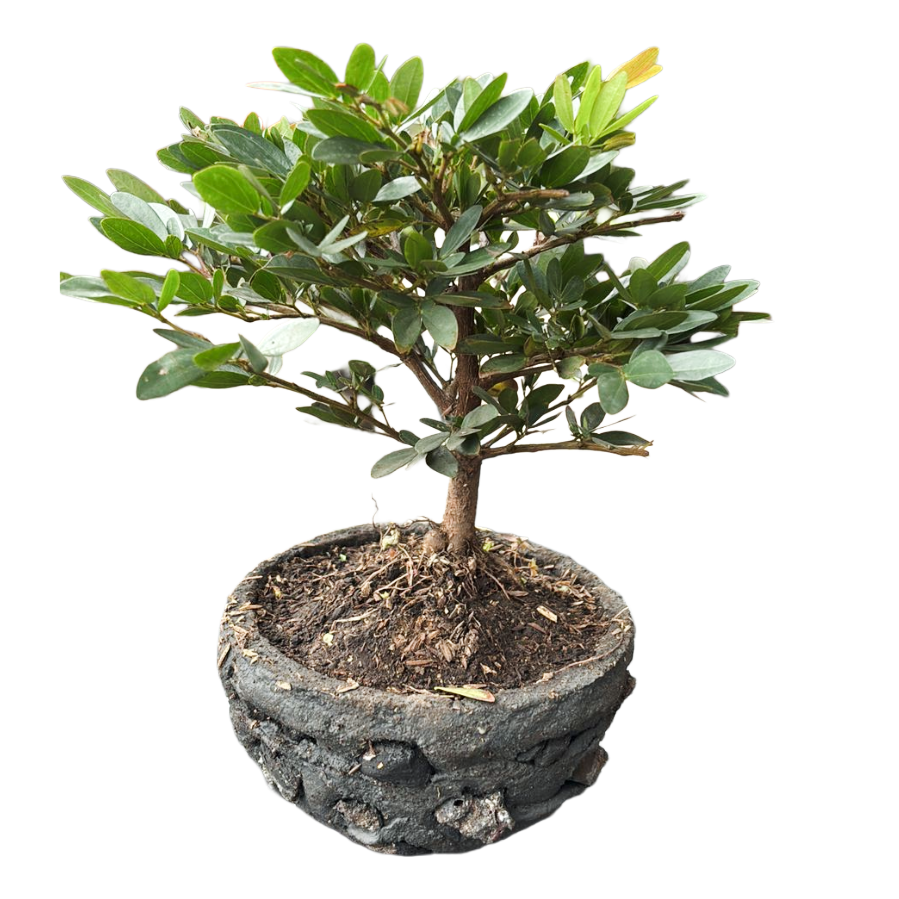 Bonsai Carbonero En Caja de Regalo mas Kit de Cuidado