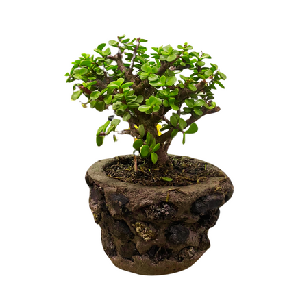 Bonsai Jade Hembra con Kit de Cuidado  y Caja de Regalo con Moño