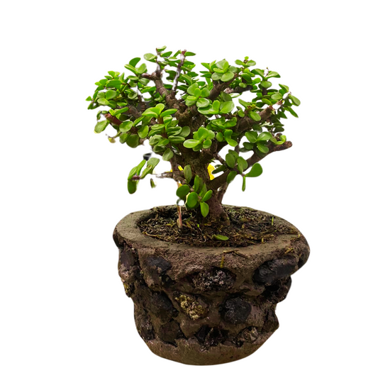 Bonsai Jade 30CM +  Kit cuidado con Moño y Caja de Regalo