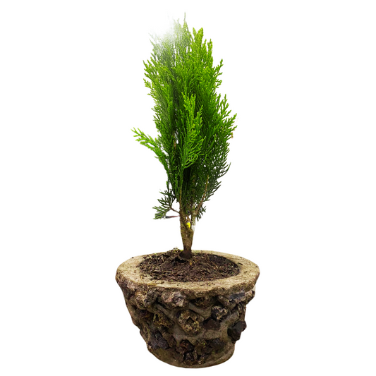 Bonsai Pino Dorado  40CM +  Kit cuidado en Caja de Regalo y Moño