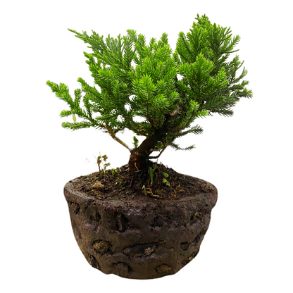 Bonsai Pino Rastrero 30CM +  Kit de Cuidado y Caja de Regalo