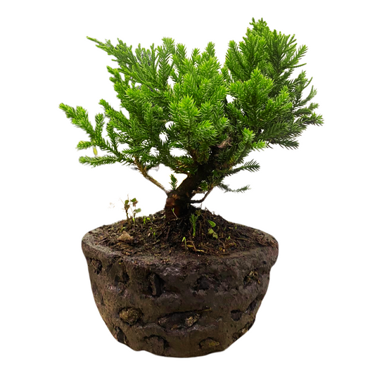 Bonsai Pino Rastrero 30CM +  Kit e Instrucciones en Caja de Regalo y