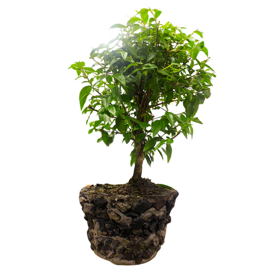 Bonsai Guayacan 40cm + Kit cuidado en caja de carton