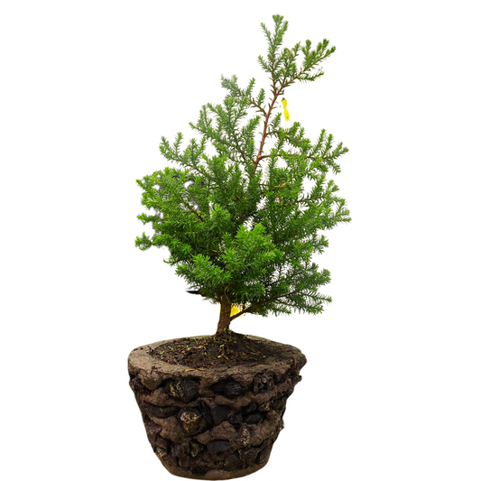 Bonsai Pino Estrella 40CM +  Kit e Instrucciones para Cuidar en Caja de Moño