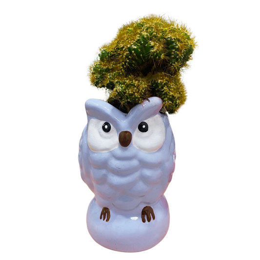 Matera en Ceramica de Buho con Cactus