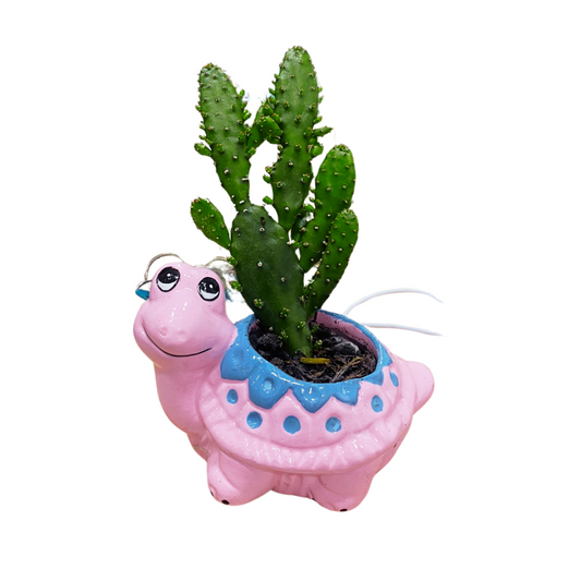 Planta de Tortuga en Ceramica con Cactus
