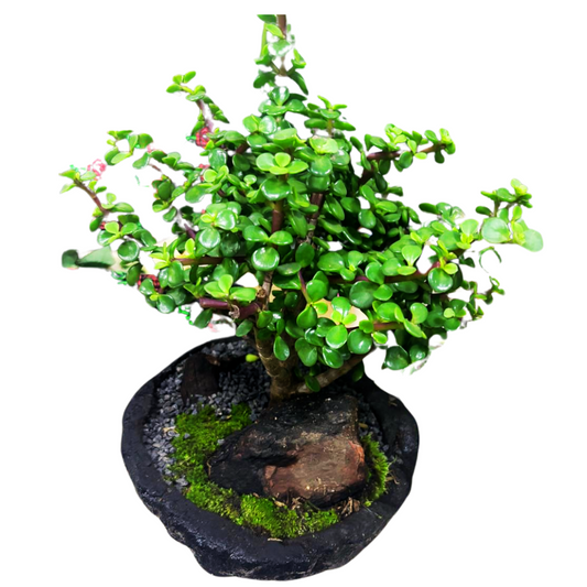 Bonsái Jade Hembra de 5 años con Decoración de Madera (60-70 cm)