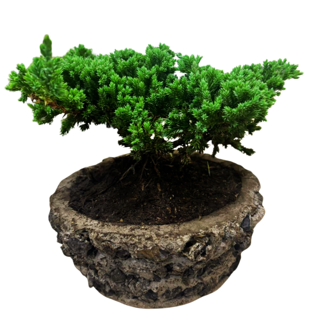 Bonsai Pino Nana para tu Hogar + Kit e Instrucciones en Caja de Regalo y Moño