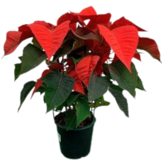 Planta Navideña Ponsetia Mata Navidad Envio Bogota