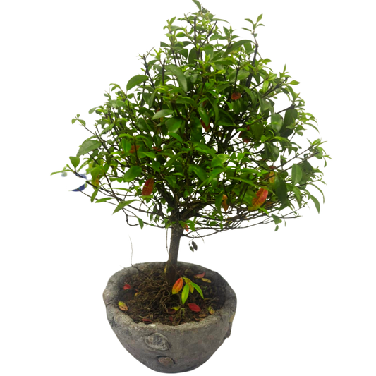 Bonsai Guayacan con Kit de Cuidado y Caja de Regalo