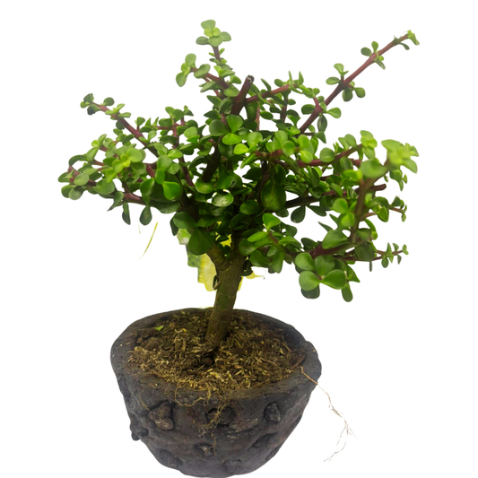 Bonsai Jade Hembra con Kit de Cuidado y Caja de Regalo Bogota