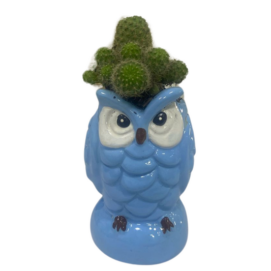 Hermosa Planta Cactus Buho Azul