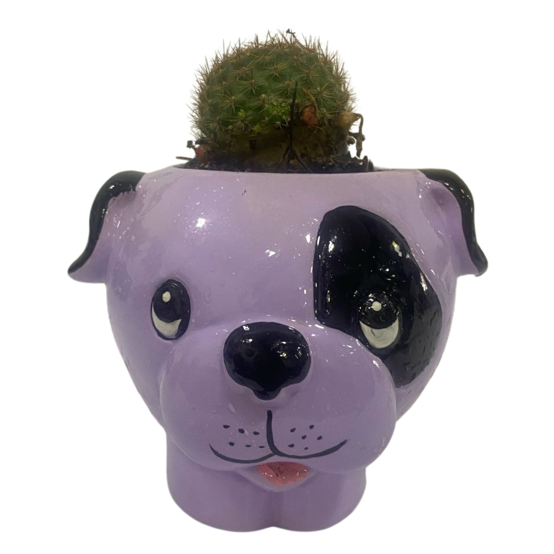 Planta de Cactus Perrito