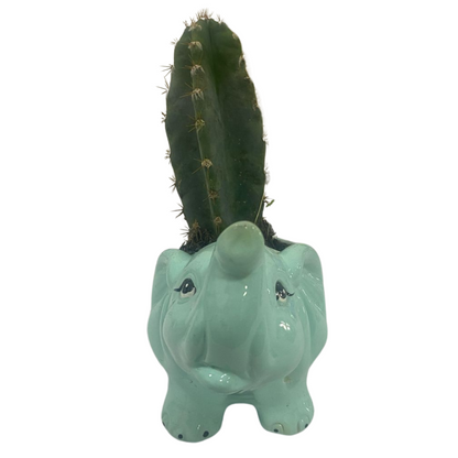 Matera Elefante Verde con Cactus