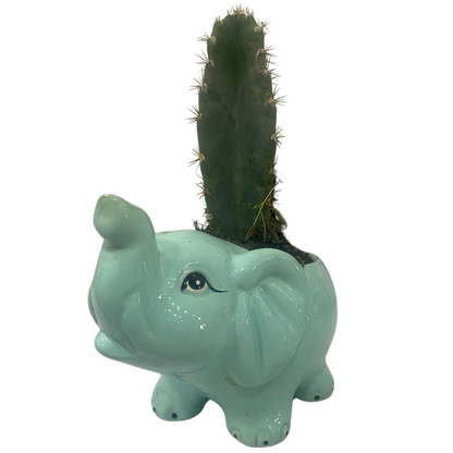 Matera Elefante Verde con Cactus