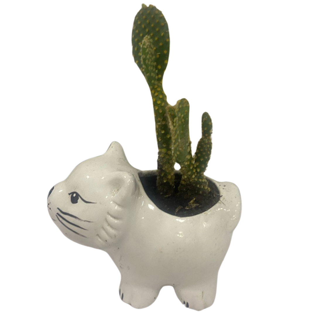 Matera Gatico Blanco con Cactus