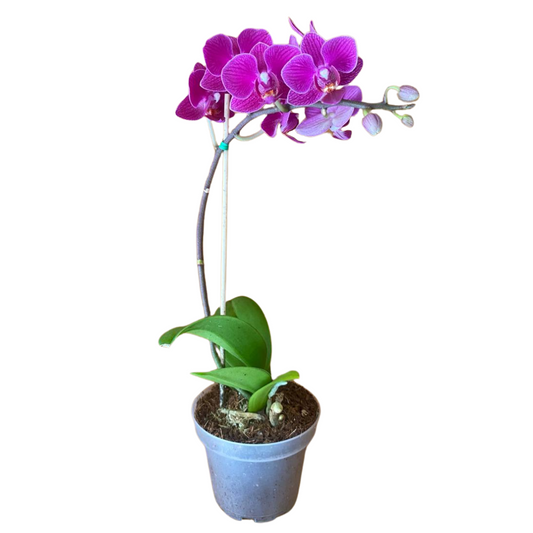 Hermosa Orquidea de Una Vara