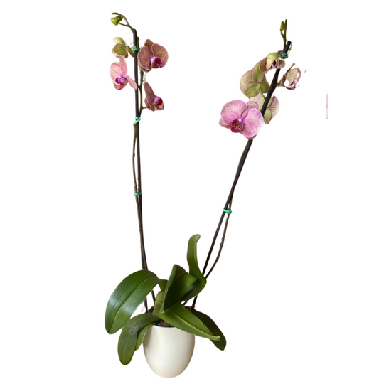Hermosa Orquidea de Dos Varas