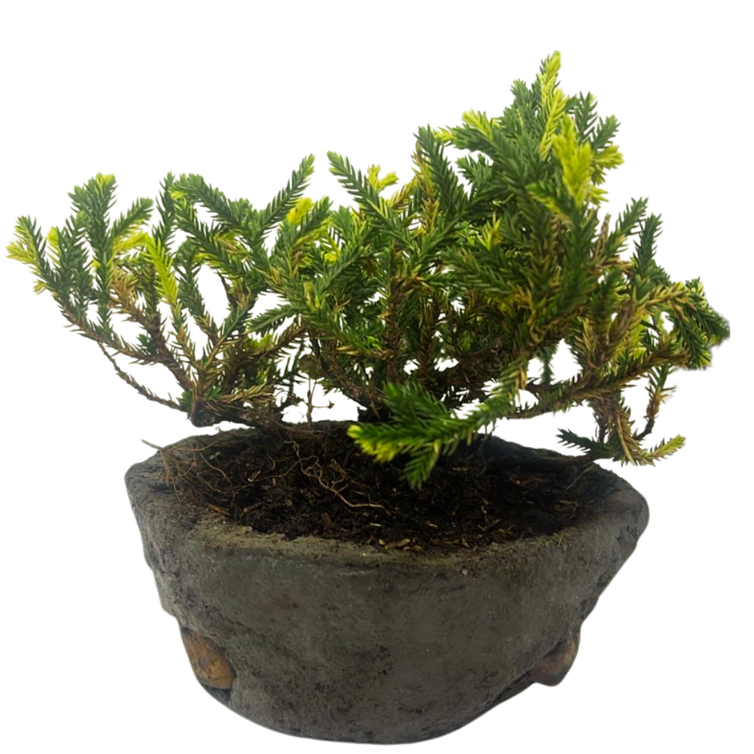 Bonsai Junipero con Kit de Cuidado y Caja de Regalo