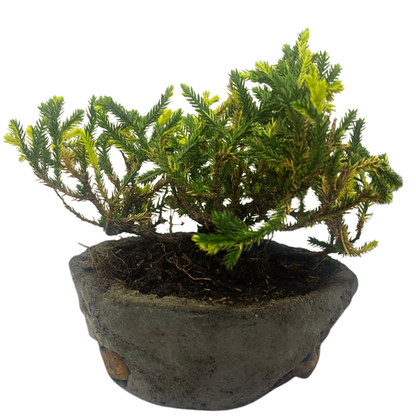 Bonsai Junipero con Kit de Cuidado y Caja de Regalo