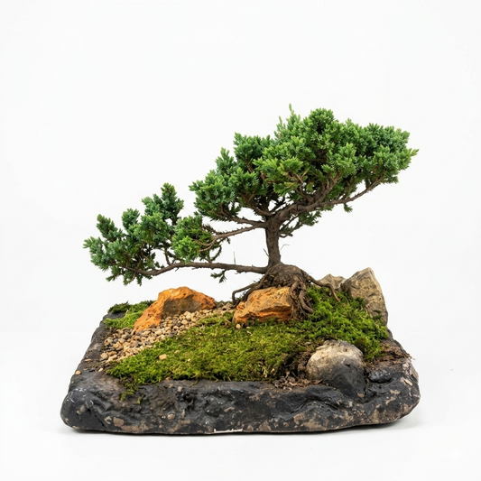 Bonsái de Pino Enebro Premium – Paisaje Roca Viva