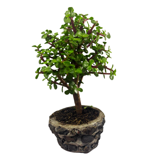 Bonsai Jade Hembra con Kit de Cuidado  y Caja de Regalo con Moño