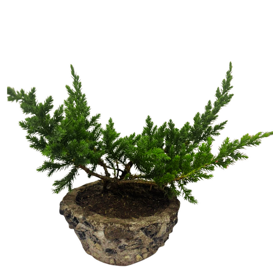 Bonsai Pino Nana para tu Hogar + Kit e Instrucciones en Caja de Regalo y Moño