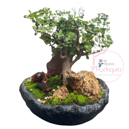 Bonsái Jade Hembra de 5 años con Decoración de Madera (60-70 cm)