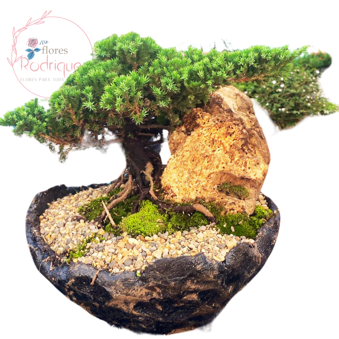 Bonsai Pino Rastrero Gigante de 5 años con Decoración 60-70 cm
