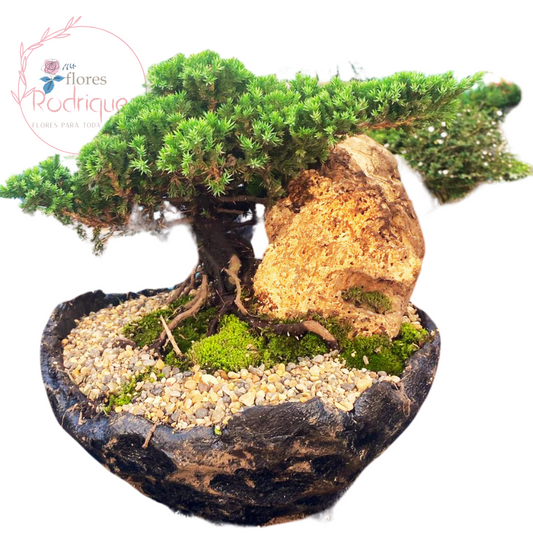 Bonsai Pino Rastrero Gigante de 5 años con Decoración 60-70 cm