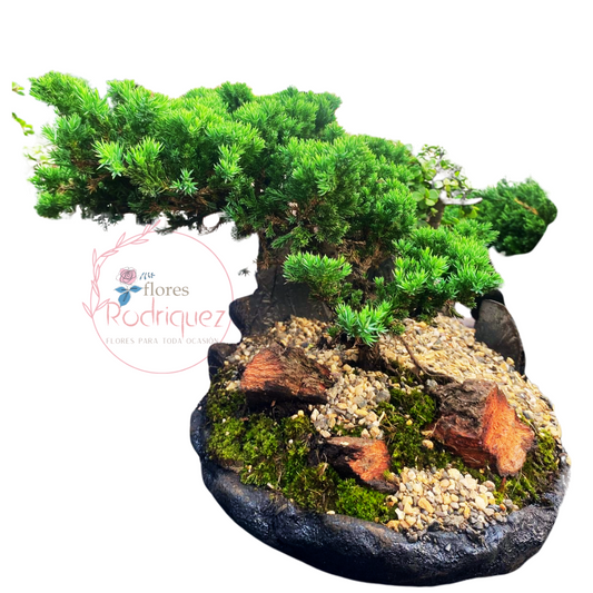 Bonsai Pino Rastrero Gigante de 5 años con Decoración de Madera (60-70 cm)