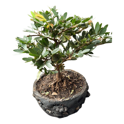 Bonsai Carbonero En Caja de Regalo mas Kit de Cuidado